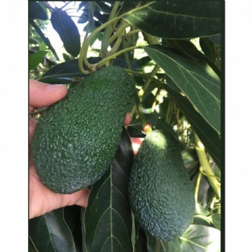 15 adet iri boy avokado (250 gram üzeri)- 1 kg limon- 1 kg muz